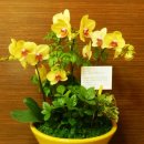 수림전국꽃배달 이미지