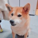 (주)노랑댕댕이 이미지