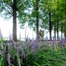 군청 메타세콰이어길 이미지