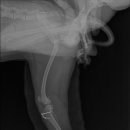 사랑우리애동물병원 이미지