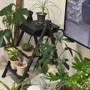 박토랑 | 다육이 분갈이흙 추천, 사박토 프리미엄 배합토 후기