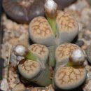 카리스농장 이미지