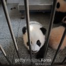 자이안트 이미지