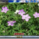 한국 야생화시리즈(여름꽃)257 이미지