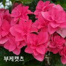 부케시리즈 수국 이미지