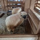 매일농원 | [고창 글램핑] 상하농원 파머스빌리지 글램핑 스파 내돈내산 후기