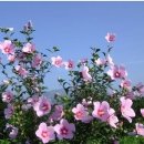 꽃이야기와 치유 이미지