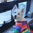 더 퍼피즈 블루 오션 쿡 이미지