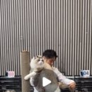 마론도리스(Marondollis) 이미지