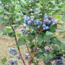 양강농장 이미지