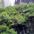 데미옆골 이미지