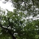 장락꽃화원 | (서울)창덕궁 후원 - 왕실 정원의 산책.(2018년 5월 27일).