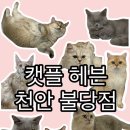 캣플헤븐 천안불당점 이미지