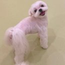 털로덮인친구들 서울상도점 이미지