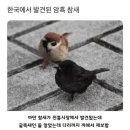 참새