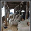 동굴목장 이미지