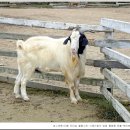 강정목장 이미지