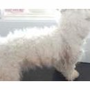 심쿵하개 이미지