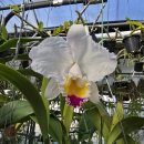 Cattleya quadricolor &#39;Grande Flora&#39; X pincerada &#39;Andalucia&#39; 이미지