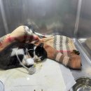 알프스동물병원 이미지