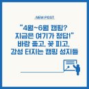 2025 봄 캠핑 추천 총정리 – 지금 가면 딱! 로맨틱&amp;힐링 전국 캠핑지 15선