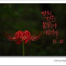 함양 상림공원의 꽃 무릇... 이미지