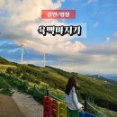 평창들꽃 | 강원도 평창 청옥산 육백마지기 가는길 7월 8월 날씨 주차 후기