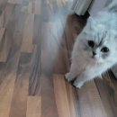 몽이냥이 이미지