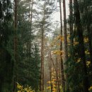 숲을향한시선 이미지