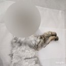 펫 사랑 | 반려동물 장례 펫포레스트 김포점 가격, 후기 : 사랑하는 뚱이를 보내며