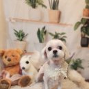 나나 펫 살롱 이미지