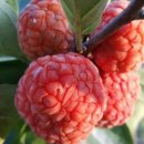 황산농장 이미지