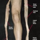 Dissection Article 이미지