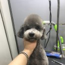 그루머웅 이미지