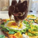 독 | 서초 우면동 애견호텔 강아지호텔링 비용 아낀 켈리독 후기