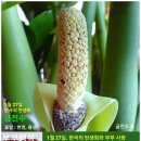 1월 27일. 한국의 탄생화와 부부 사랑 / 금전수와 천남성과 관엽 식물들 이미지