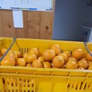 강정동-19 이미지