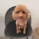 몽구리DOG 이미지