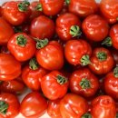토마토2 이미지