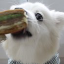 오늘멍밥 이미지