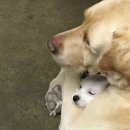 아기강아지 이미지