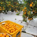 다미 농장 이미지