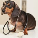 일산 클래식 동물병원 이미지