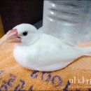 Honey Bunny 이미지