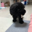 한샘동물병원 이미지