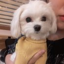 도니독 이미지