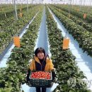 이규태농장 이미지