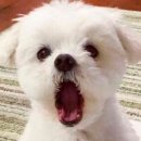 소잡는돼지