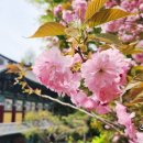 은성사 | [공지] 용인 은성사 겹벚꽃 실시간 후기, 경기도 숨은 명소