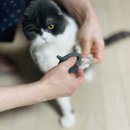 그루밍데이 이미지